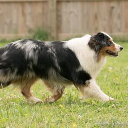 Chuckie  - Australian Shepherd