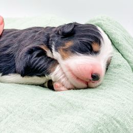 Green Beans - Tri-color male Bernedoodle puppy in Hudson, Indiana from TurkeyCreek-K9