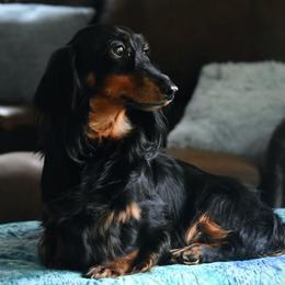 Shadie - Dachshund