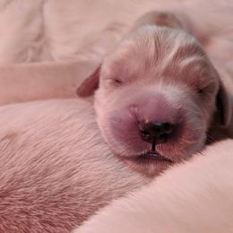 Golden Retriever Puppies from Goldnmine Kennels