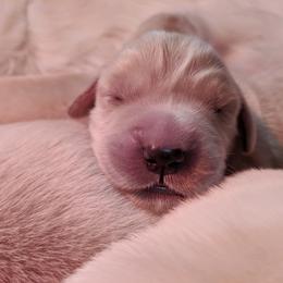 Golden Retriever Puppies from Goldnmine Kennels