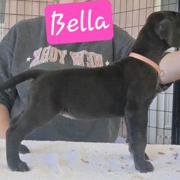 Bella - Black female Great Dane puppy in Longview, Texas from Lazy A Danes
