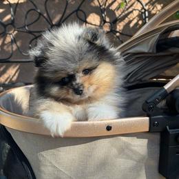 Bear - Blue merle male Pomeranian puppy in Stockton, California from lunas_poms