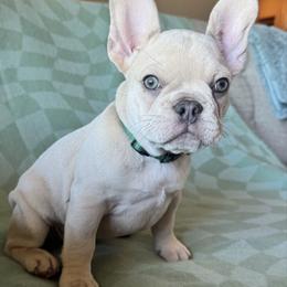 Sam - Fawn male Bulldog puppy in Clever, Missouri from Crystals Bulldog Bungalow