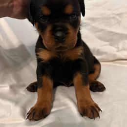 Orange boy - Black and mahogany male Rottweiler puppy in Chillicothe, Missouri from Bella Bowe Champion Import Rottweilers
