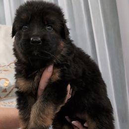 Male 2 - Black and tan male German Shepherd puppy in Lexington, Virginia from Buffelbach Farmstead Shepherds