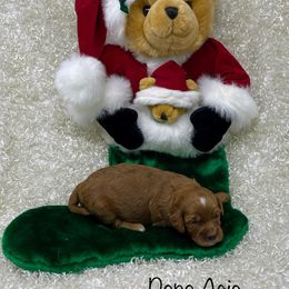 Goldendoodle Puppies from Ming’s Dynasty Doodles