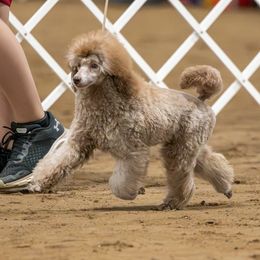 Poodle and Scottish Terrier Puppies from Conundrums Kennels