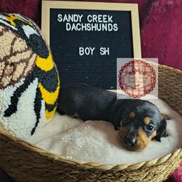 Lugi - Black and tan male Dachshund puppy in Rosanky, Texas from Sandy Creek Minatare Dachshunds