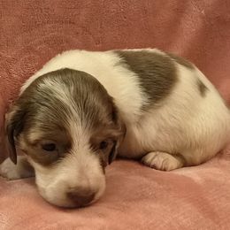 Chocolate and cream piebald longhair girl - Piebald female Dachshund puppy in Lyle, Washington from Wines Wienery