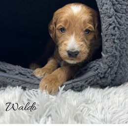 Waldo - Apricot male Goldendoodle puppy in State Road, North Carolina from Must Love Doodles
