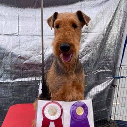 Airedale Terriers from Susan's Airedale Terriers