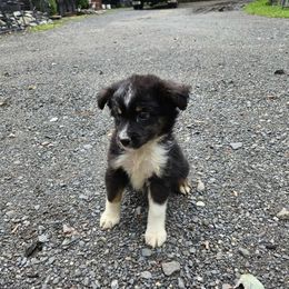 Liberty - Black tri Miniature Australian Shepherd puppy in Bethany, Connecticut from Tini Thyme Mini Aussies