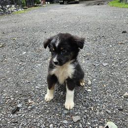 Liberty - Black tri Miniature Australian Shepherd puppy in Bethany, Connecticut from Tini Thyme Mini Aussies