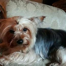 Tinker - Yorkshire Terrier