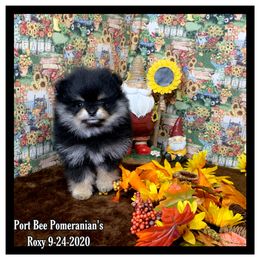 Pomeranian Puppies from Port Bee Pomeranian’s