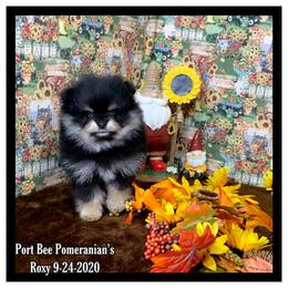 Pomeranian Puppies from Port Bee Pomeranian’s
