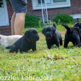 Labrador Retriever Puppies from Puzzles Labradors