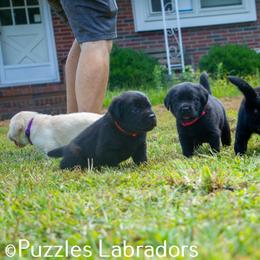 Labrador Retriever Puppies from Puzzles Labradors