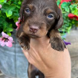 Chocolate and tan - Chocolate and tan male Dachshund puppy in Payette, Idaho from NT Mini Doxies