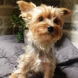 Brodi - Yorkshire Terrier