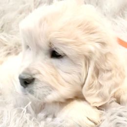 Golden Retriever Puppies from Robinsnest Goldens