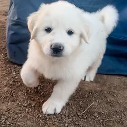 Coral - Red - White and badger female Great Pyrenees puppy in San Diego, California from McCarthy Ranchette LLC