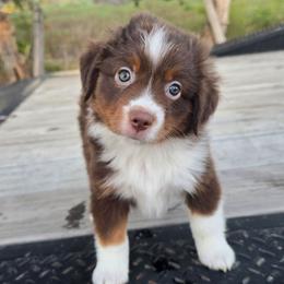 Mossy - Red tri male Miniature Australian Shepherd puppy in Paris, Texas from Blue Envy Mini Aussies