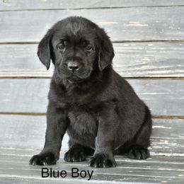 Blue male - Black male Labrador Retriever puppy in Mississippi from Sure Shot English Labs