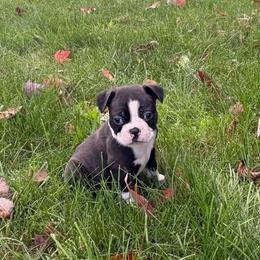 Bert - Black brindle and white male Boston Terrier puppy in Yale, Michigan from Smith Sister Kennels