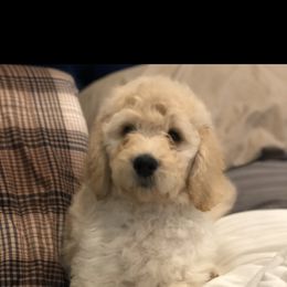 Goldendoodle Puppies from Heart of Goldendoodles
