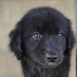 Bear Australian Retriever - Black & white male Australian Shepherd puppy in Limestone, Tennessee from Pilot Hill Teddy Bear Puppies