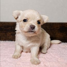 John 3750.00 - Cream male Chihuahua puppy in Callao, Virginia from Grace & Glory Chihuahuas