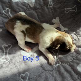 Baby boy 3 - Salt and pepper male Miniature Schnauzer puppy in Sacramento, California from Valdez Mini Schnauzers