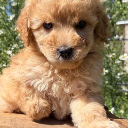Sam - Red  female Goldendoodle puppy in Zeeland, Michigan from Dandelion Lane Doodles