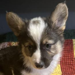 Cedar - Black and tan male Pembroke Welsh Corgi puppy in Lima, New York from Hickory Springs Corgis