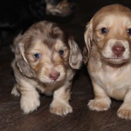 Dachshund Puppies from Rylie Stovall
