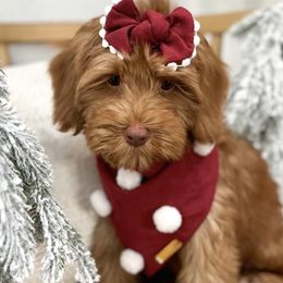 Carrie - Red Australian Labradoodle puppy in Palmdale, California from Doodles_Ko