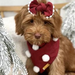Carrie - Red Australian Labradoodle puppy in Palmdale, California from Doodles_Ko