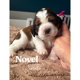 Novel - Black white and tan female English Springer Spaniel puppy in Tupalo, Mississippi from Butterfield Trail Farm
