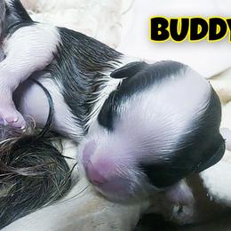 BUDDY - Brindle and white male Mal-Shi puppy in Belleville, Michigan from Michigan Maltese Puppies