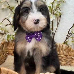 Zara - Tri-color female Bernedoodle puppy in Yuciapa, California from AlltheDoodlez_