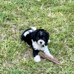 Video Tristan - Black and white male Cavapoo puppy in Eatonton, Georgia from TNT Puppies