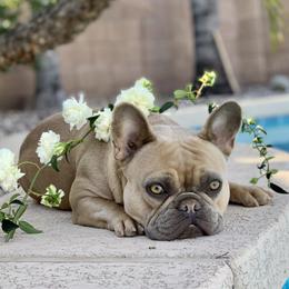 Harley - French Bulldog