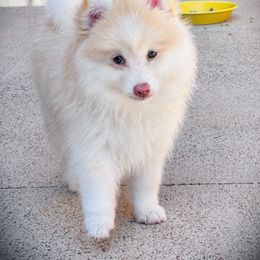 Pomsky Puppies from Ponderosa Pomskies