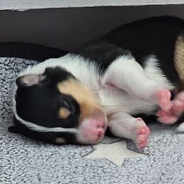 Sundance's Aurora - Black white and tan female Collie puppy in Rapid City, South Dakota from Sundance Scottish-Colleys