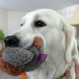 Maize - Golden Retriever