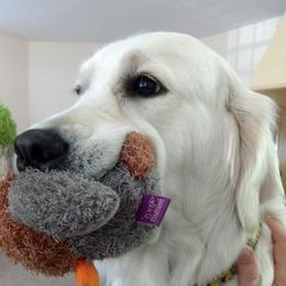 Maize - Golden Retriever