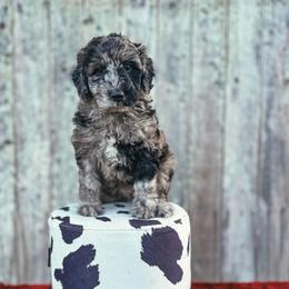 Bluebell (Bell) - Merle female Labradoodle puppy in Elizabeth City, North Carolina from Howdy Doodles