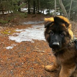 German Shepherd All Grown Up from Mächtiger Barkerheim German Shepherds
